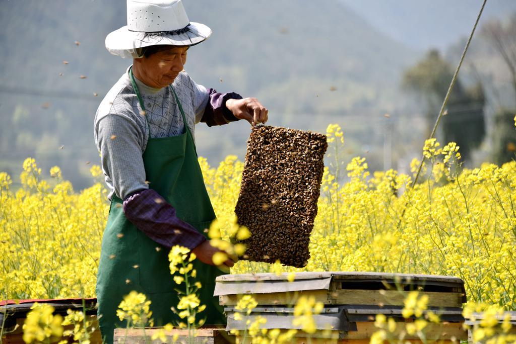 西海都市報報道：蜂蜜產(chǎn)業(yè)成青海外貿(mào)甜蜜增長點