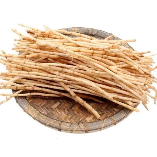 Fresh Reed Roots
