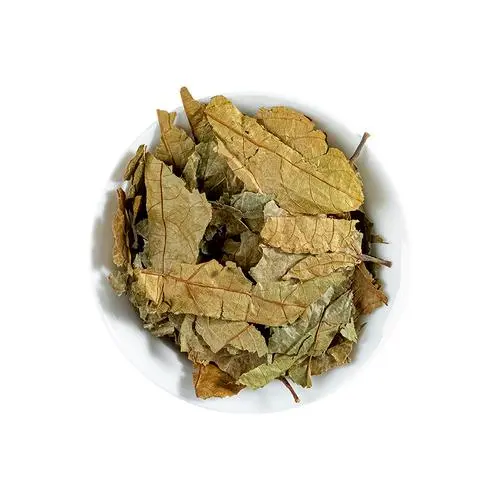 Paniculate Microcos Leaf