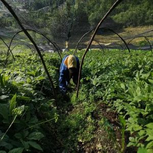 Noto-ginseng planting base